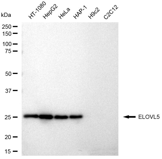 ELOVL5 Antibody (23GB3580)