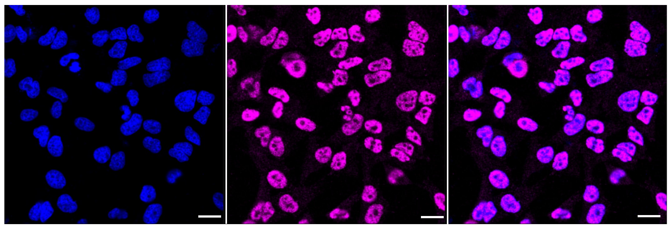 XPD Antibody (23GB1675)