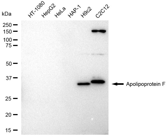 Apolipoprotein F Antibody (23GB3670)