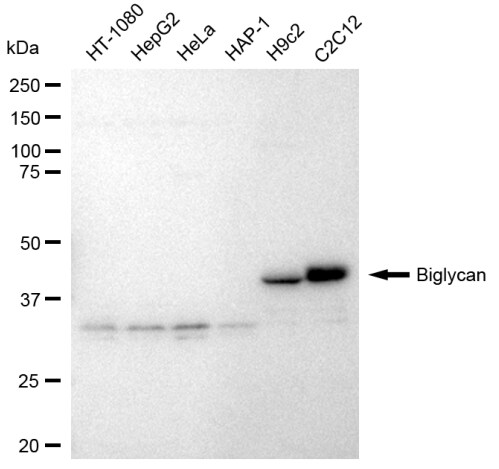 Biglycan Antibody (23GB3700)