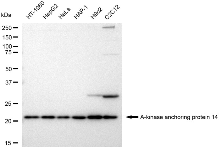 AKAP14 Antibody (23GB3935)