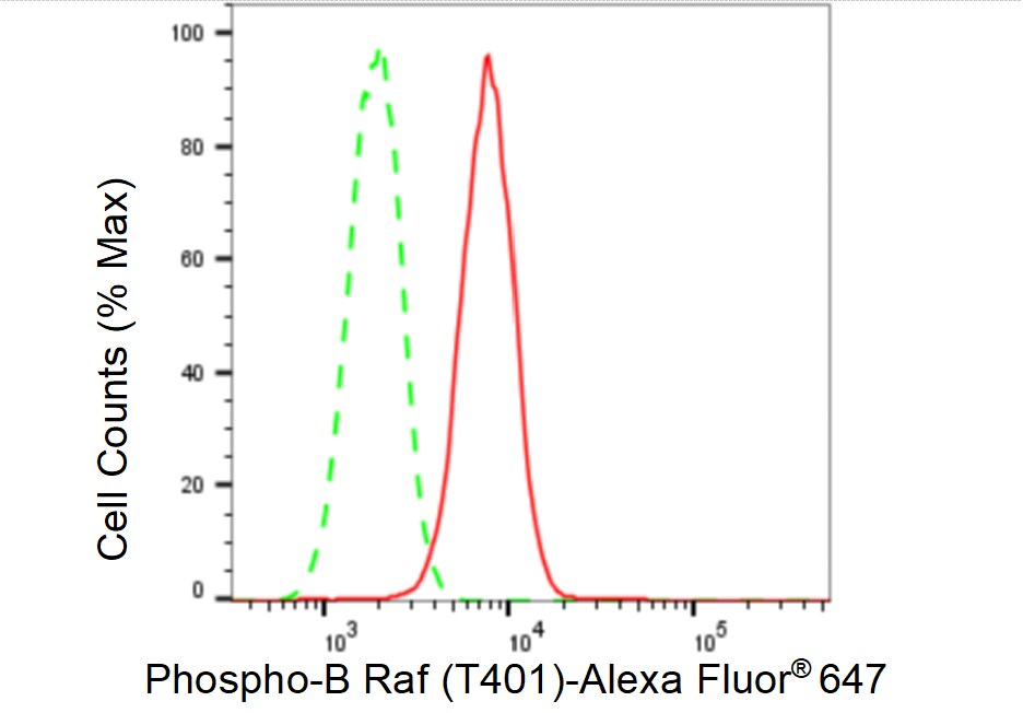 B-Raf [p Thr401] Antibody (23GB3960)