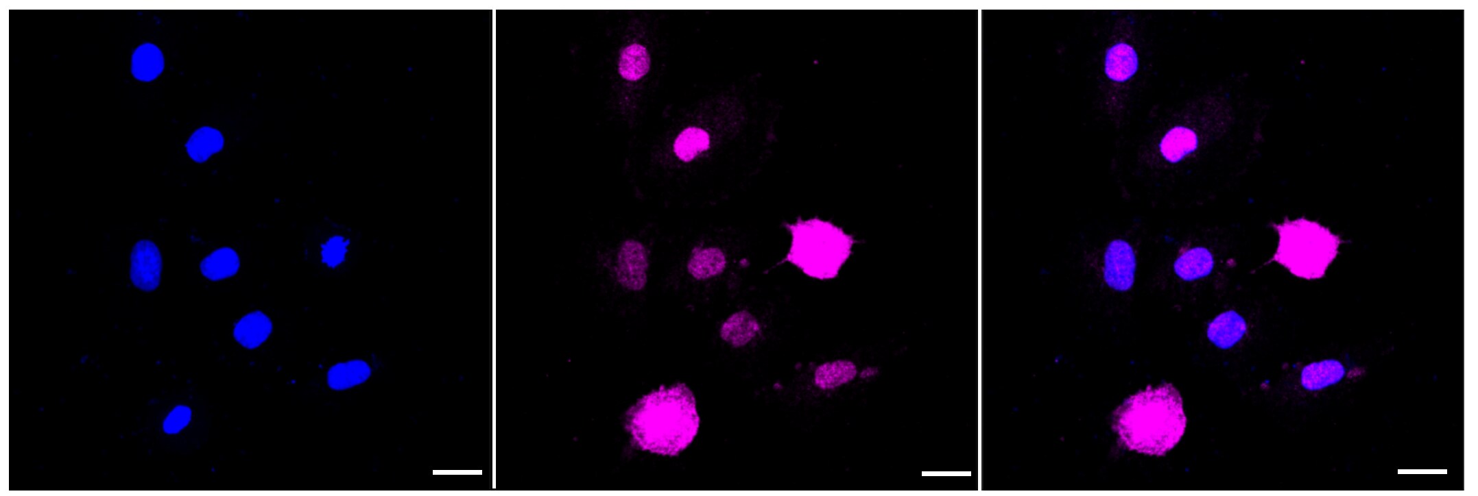 B-Raf [p Thr401] Antibody (23GB3960)