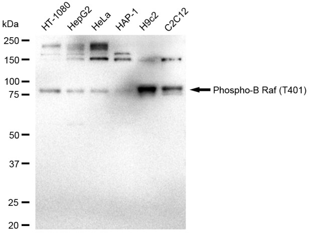 B-Raf [p Thr401] Antibody (23GB3960)