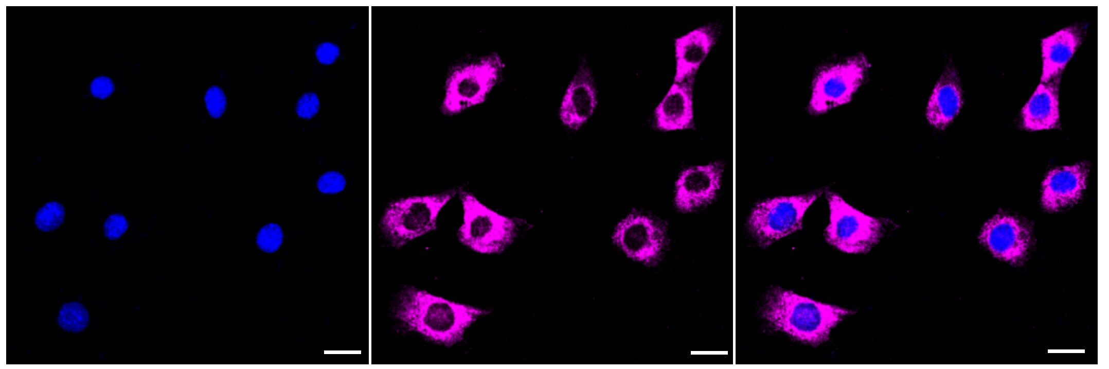 HDLBP Antibody (23GB3970)