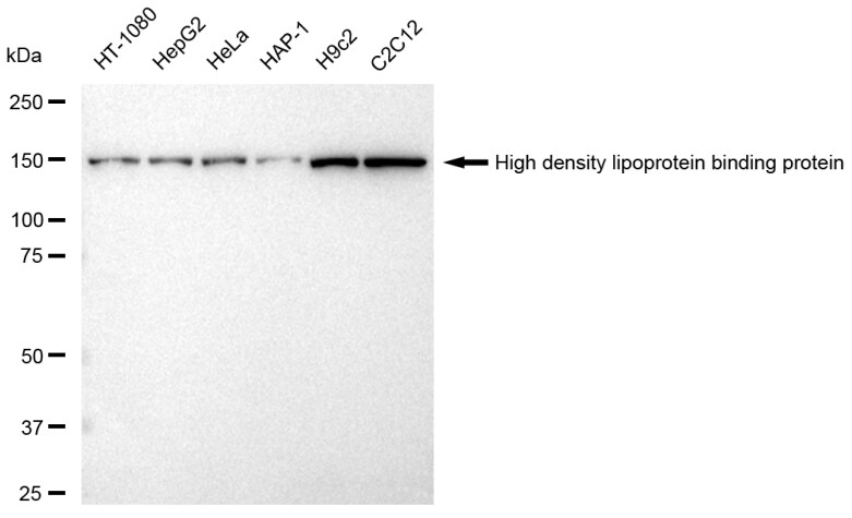 HDLBP Antibody (23GB3970)