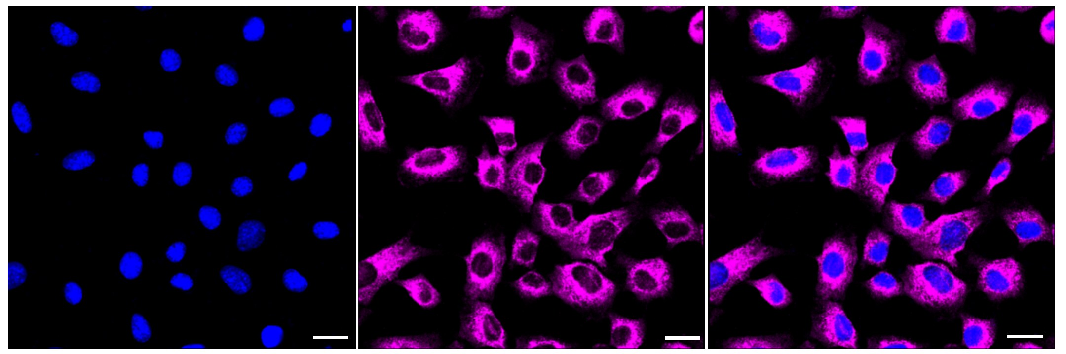 HDLBP Antibody (23GB3975)