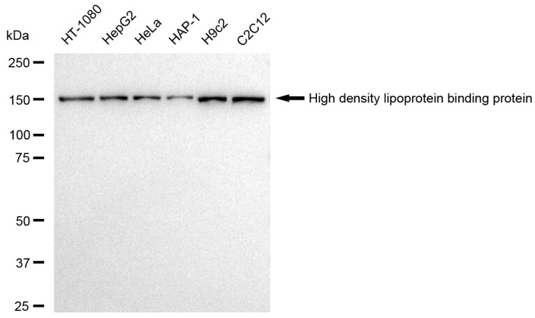 HDLBP Antibody (23GB3975)