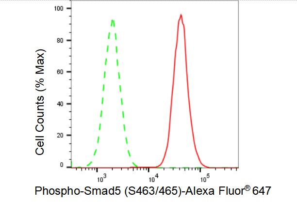 Smad5 [p Ser465] Antibody (23GB4075)