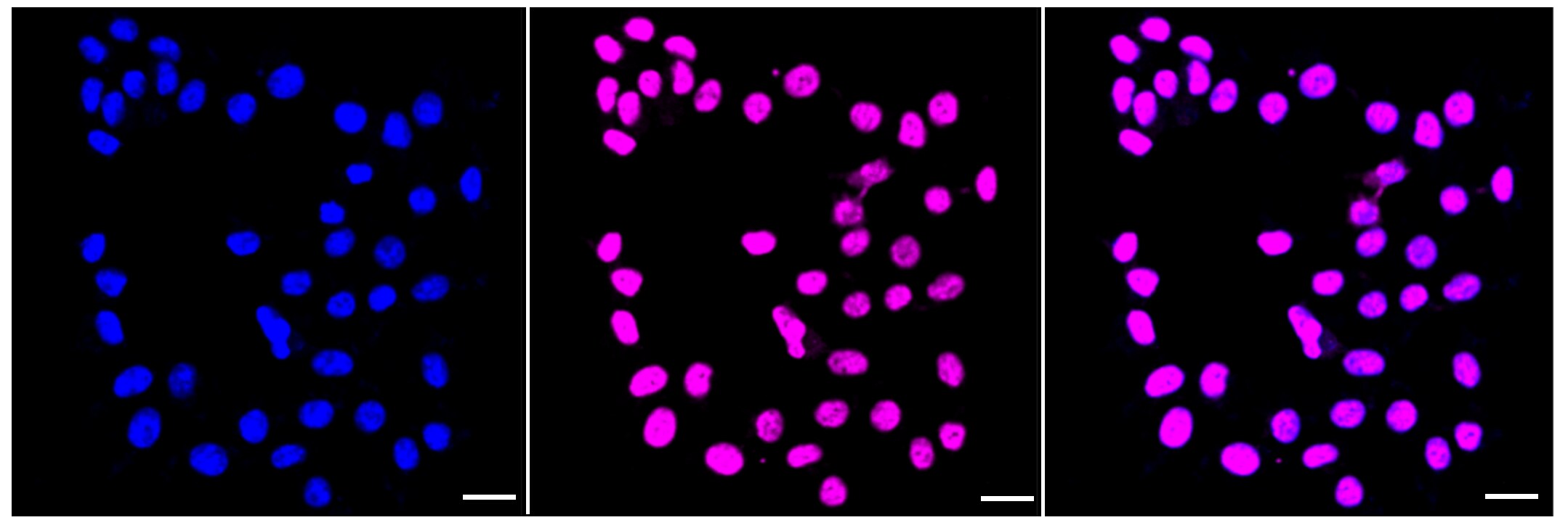 Smad5 [p Ser465] Antibody (23GB4075)