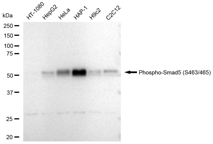 Smad5 [p Ser465] Antibody (23GB4075)