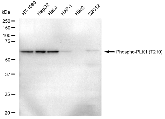 PLK1 [p Thr210] Antibody (23GB4090)