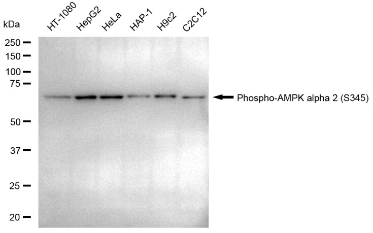 AMPK alpha 2 [p Ser345] Antibody (23GB4095)