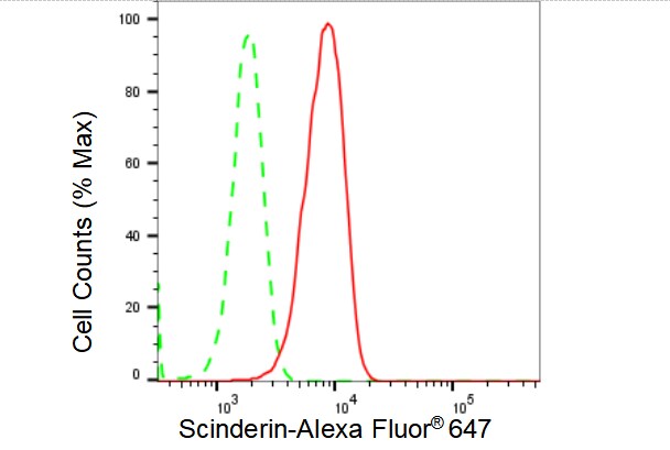 SCIN Antibody (23GB4135)