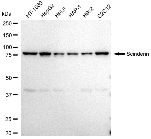 SCIN Antibody (23GB4135)