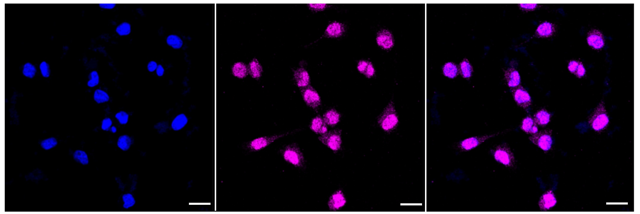 Skp1 Antibody (23GB4140)