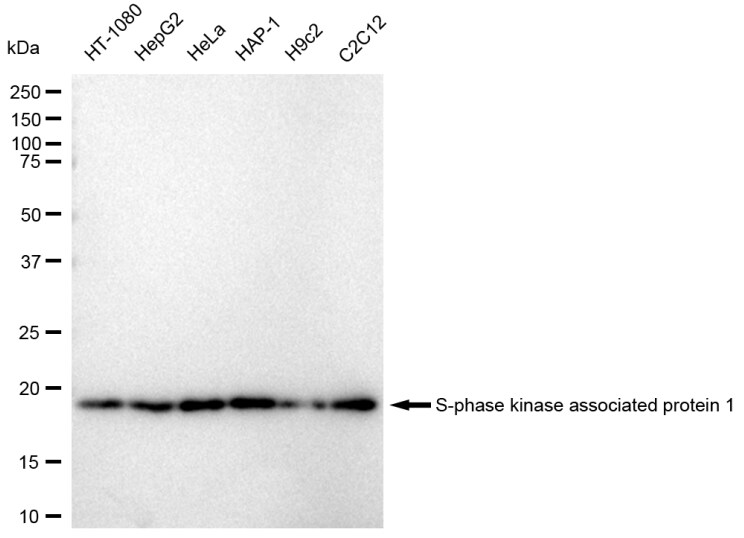 Skp1 Antibody (23GB4140)