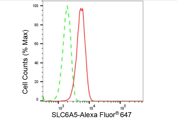 GlyT2/SLC6A5 Antibody (23GB4145)