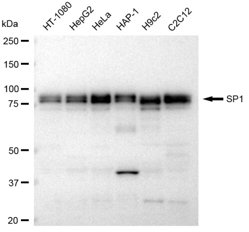 SP1 Antibody (23GB4175)