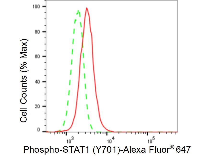 STAT1 [p Tyr701] Antibody (23GB4200)