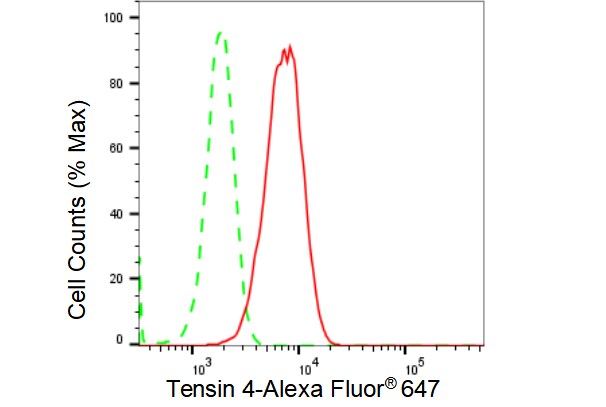 Tensin 4/CTEN Antibody (23GB4225)