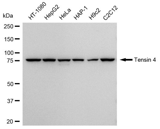 Tensin 4/CTEN Antibody (23GB4225)