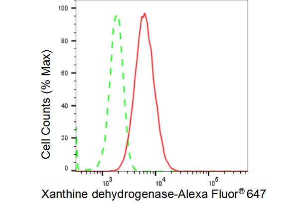 Xanthine Oxidase Antibody (23GB4265)