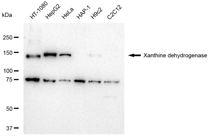 Xanthine Oxidase Antibody (23GB4265)