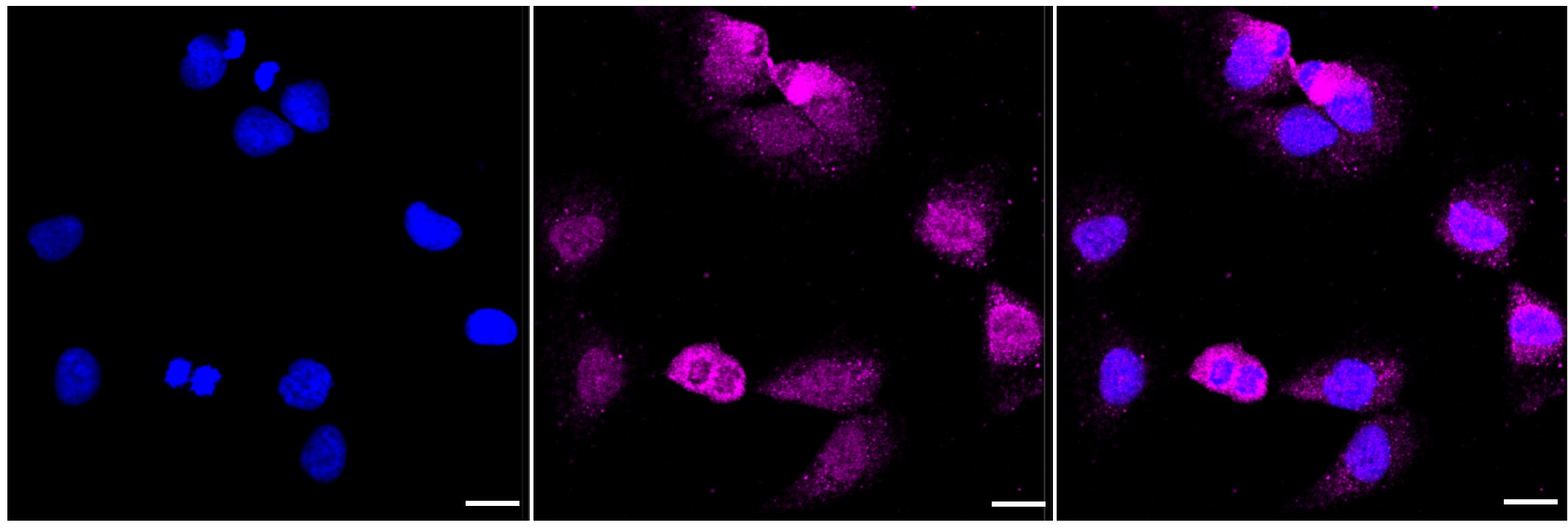 Cullin 3 Antibody (23GB1560)