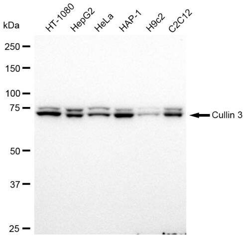 Cullin 3 Antibody (23GB1560)