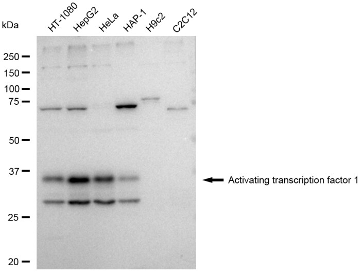 ATF1 Antibody (23GB4325)