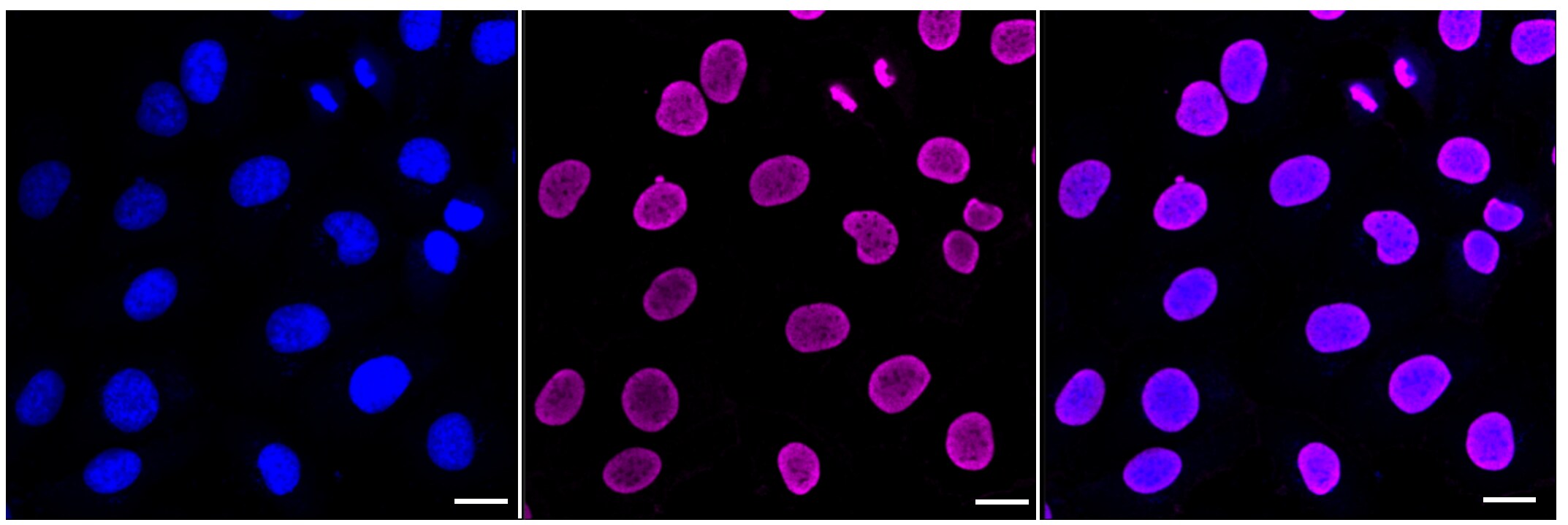 Histone H3 [Dimethyl Lys4] Antibody (23GB4390)
