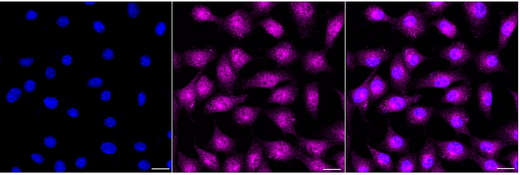 SOX1 Antibody (24GB2080)