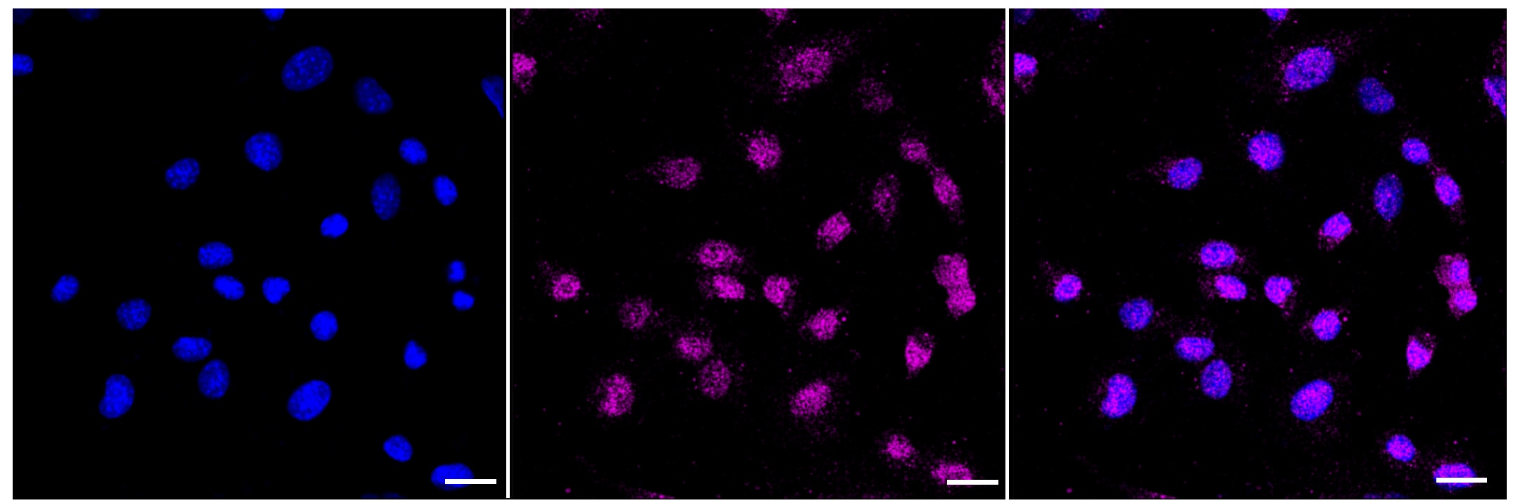 Histone H3 [Dimethyl Lys79] Antibody (23GB4435)