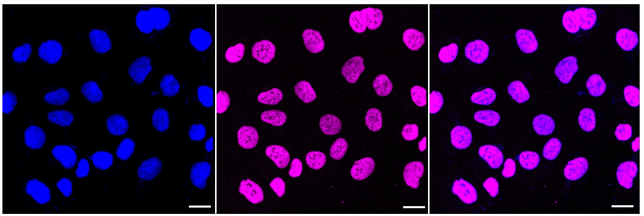 Histone H3 [Dimethyl Lys4] Antibody (23GB4460)
