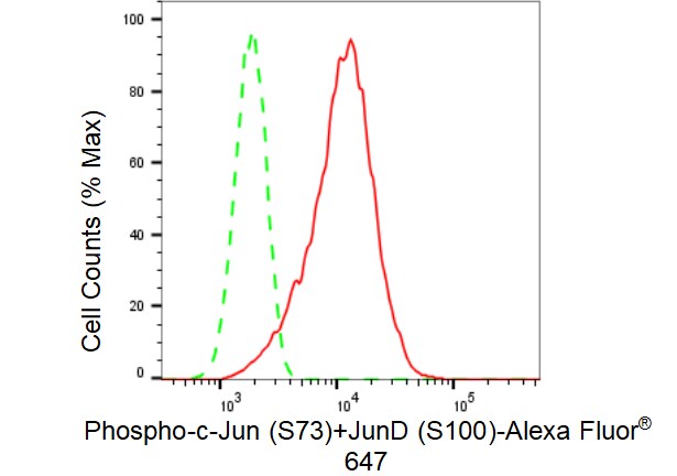 c-Jun/JunD [p Ser73] Antibody (23GB4495)