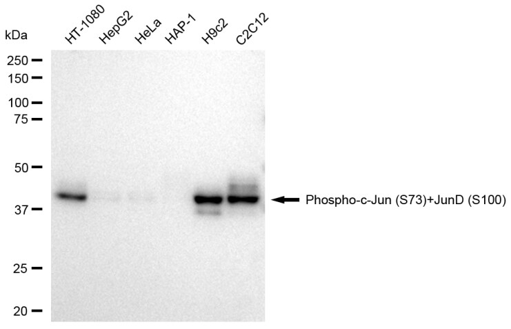 c-Jun/JunD [p Ser73] Antibody (23GB4495)