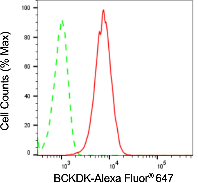 BCKDK Antibody (24GB3065)