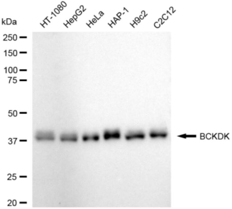 BCKDK Antibody (24GB3065)