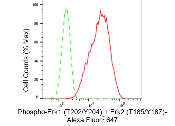 ERK1/ERK2 [p Thr204] Antibody (23GB4505)