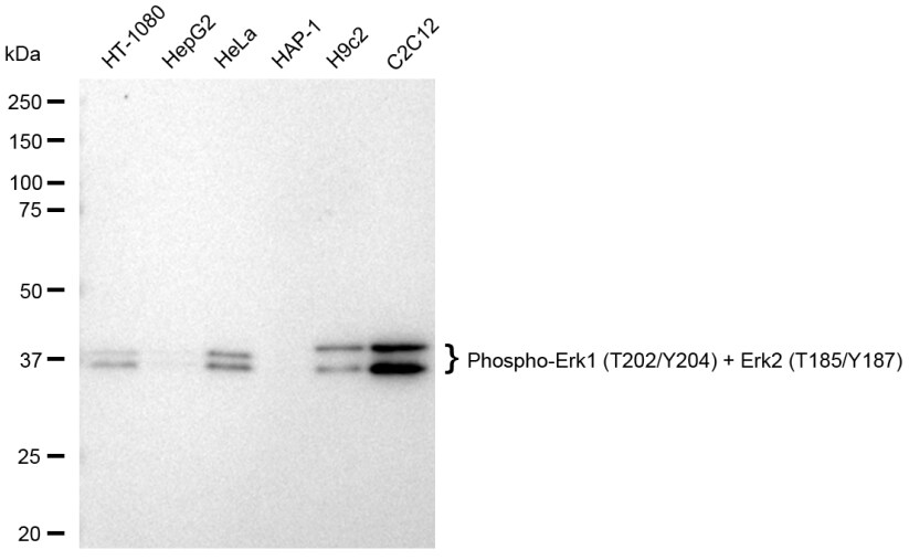 ERK1/ERK2 [p Thr204] Antibody (23GB4505)