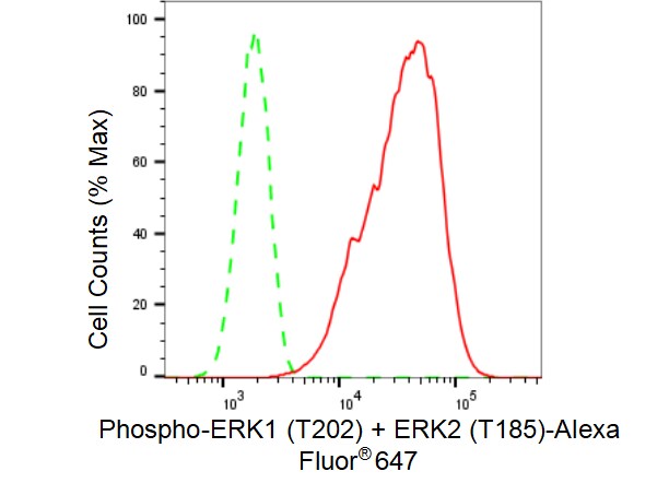 ERK1/ERK2 [p Thr202] Antibody (23GB4515)