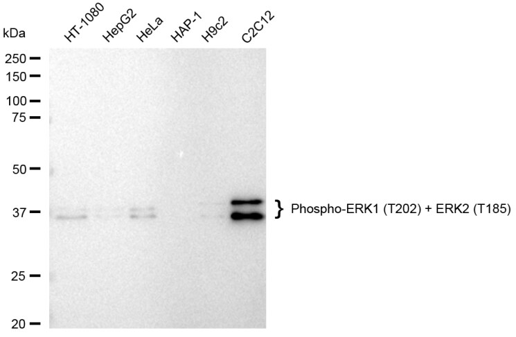 ERK1/ERK2 [p Thr202] Antibody (23GB4515)