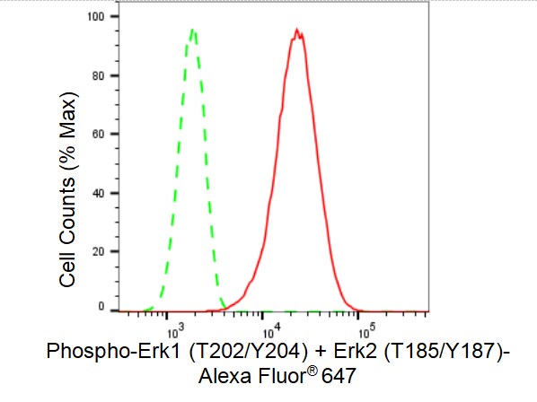 ERK1/ERK2 [p Thr204] Antibody (23GB4520)