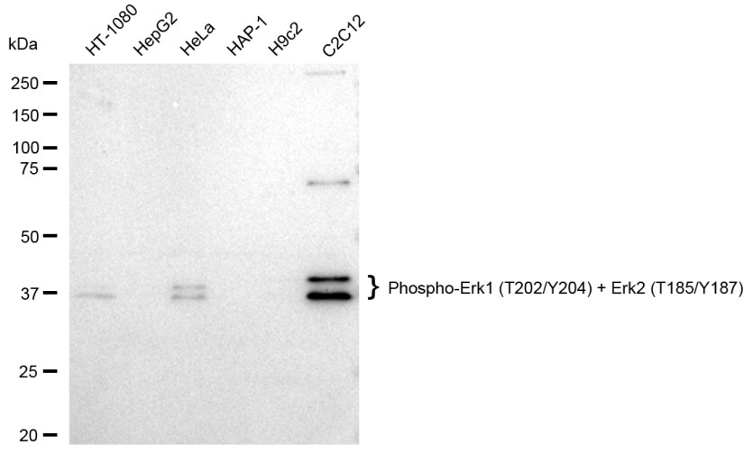 ERK1/ERK2 [p Thr204] Antibody (23GB4520)