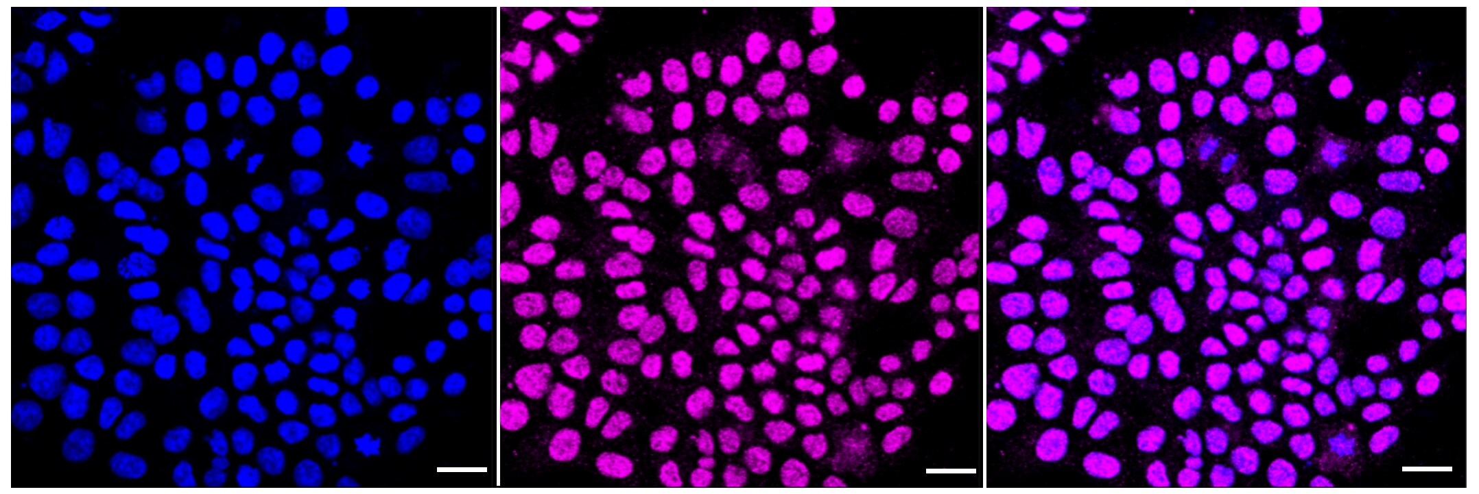 PP2A alpha [p Tyr307] Antibody (23GB4580)