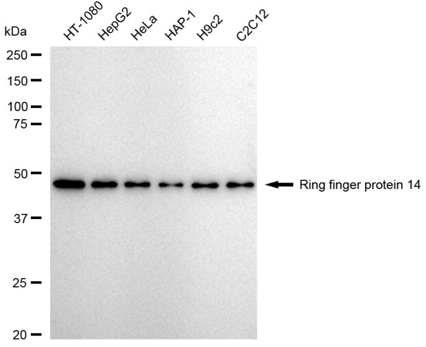ARA54 Antibody (23GB4610)