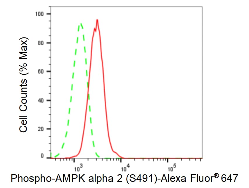 AMPK alpha 2 [p Ser491] Antibody (23GB5675)