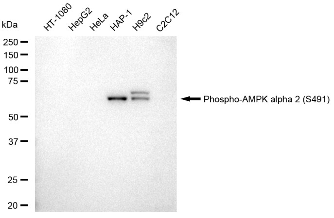 AMPK alpha 2 [p Ser491] Antibody (23GB5675)