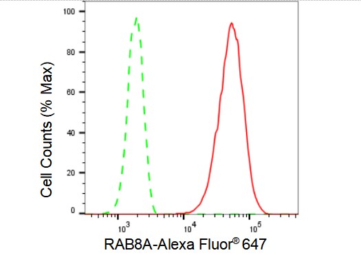 RAB8A Antibody (23GB4900)